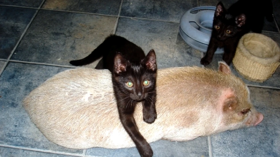 Gripa porcina loveste si pisicile