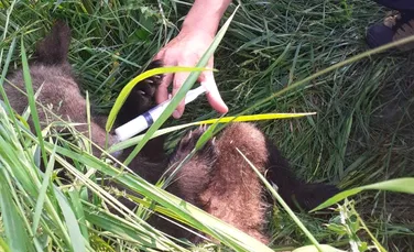 Pui de urs slăbit și probabil abandonat de ursoaică, găsit la Băile Tușnad. Ce s-a întâmplat