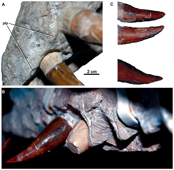 Dakosaurus maximus: dentiţie