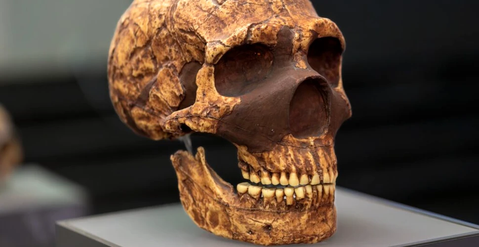 Apariția unei noi grupe sanguine a despărțit neanderthalienii de Homo Sapiens în Eurasia