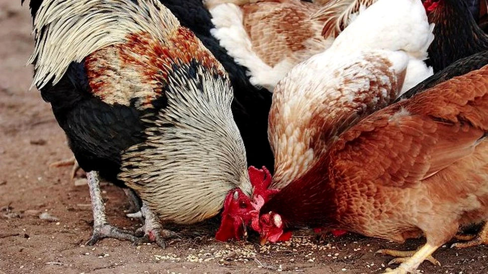 ALARMANT. Rezistenţa la antibiotice s-a răspândit acum pe tot globul. De vină ar fi stimulentele de creştere folosite la animalele de carne