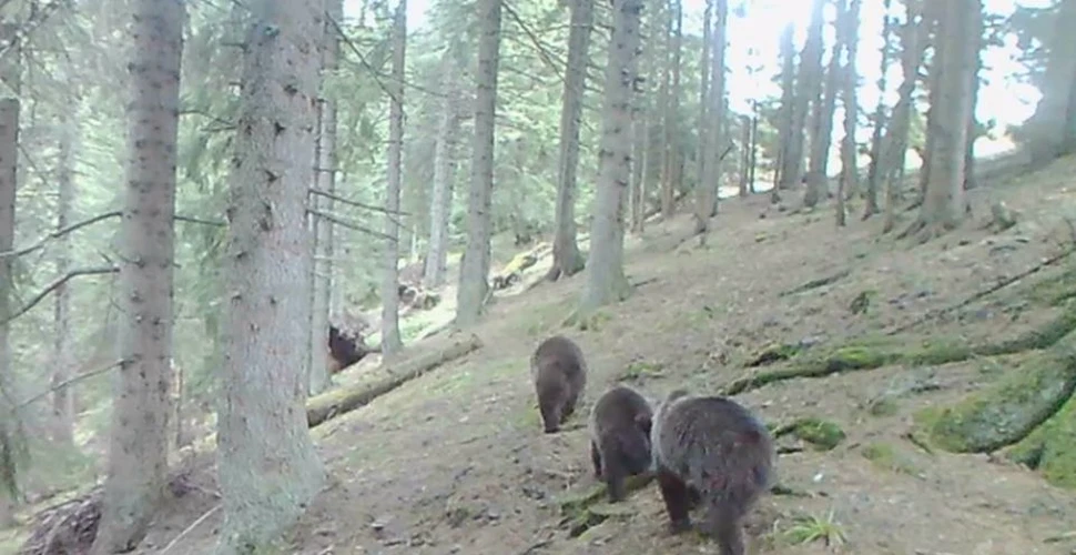 Urşi filmaţi în timp ce mergeau în ”şir indian” într-o pădure din România