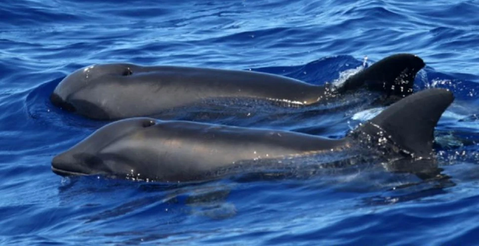 Un hibrid delfin-balenă a fost descoperit, în premieră, în Hawaii