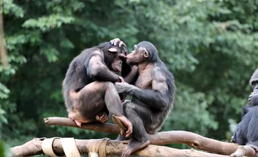 Un studiu de amploare aduce o veste bună şi una rea despre fauna de gorile şi primate din Africa ecuatorială