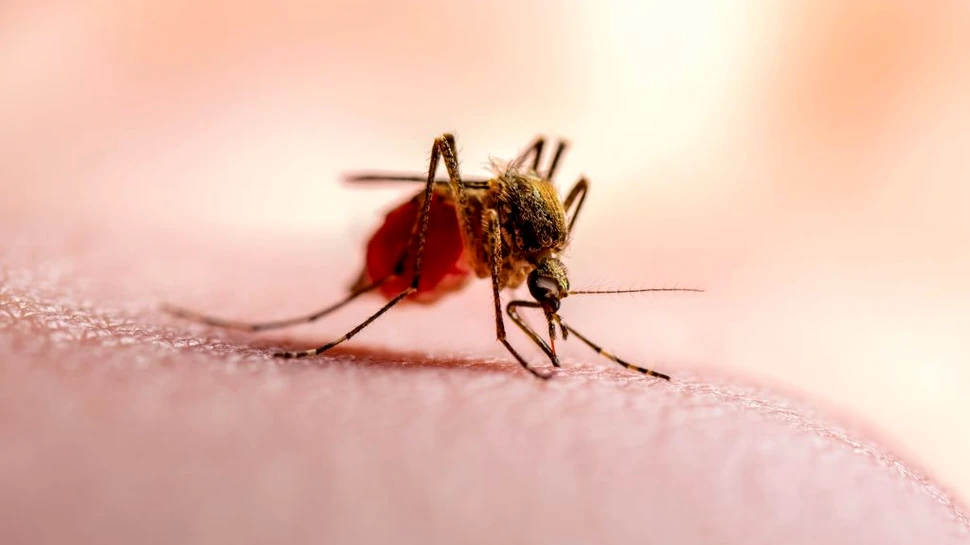 OMS aprobă utilizarea primului vaccin din lume împotriva malariei, la copii