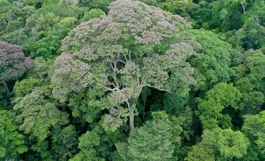 Unii copaci tropicali „adoră” să fie loviți de trăsnet