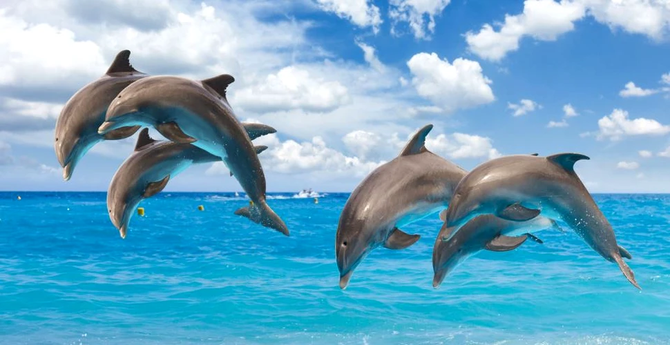 Viaţa ”secretă” a delfinilor, scoasă la iveală cu ajutorul unor camere performante – VIDEO