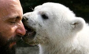 Knut, ursul polar, si-a gasit mireasa
