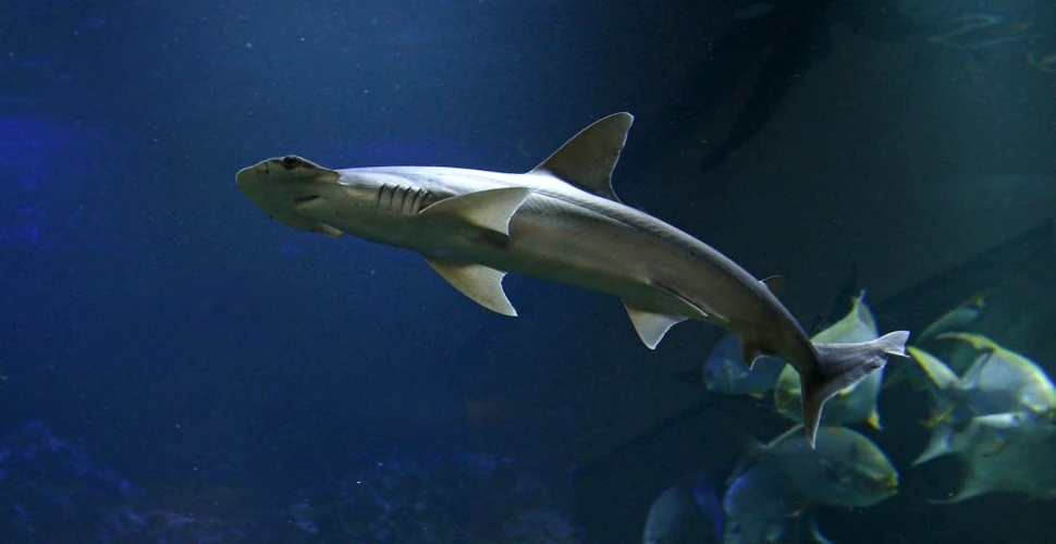 Noi cercetări arată că rechinii folosesc câmpul magnetic al Pământului ca un compas