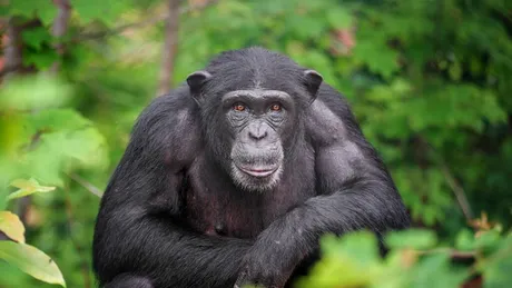 De ce sunt oamenii diferiți de cimpanzei deși împărtășim 98,8% din ADN?