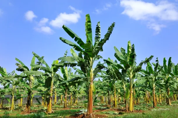 Plantaţie de bananieri: aceste culturi sunt vulnerabile la atacul bolii Panama.