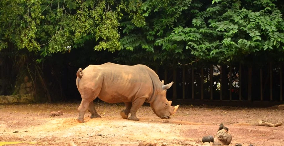 Motivul pentru care vânătoarea ilegală de rinoceri este în creştere în Africa de Sud