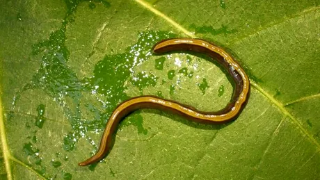 Câinii și pisicile răspândesc o specie invazivă de viermi. Cât de periculoși sunt?