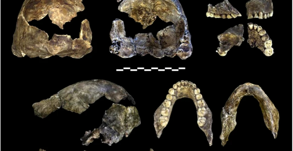 Povestea evoluției umane, rescrisă după ce niște fosile vechi au fost analizate din nou