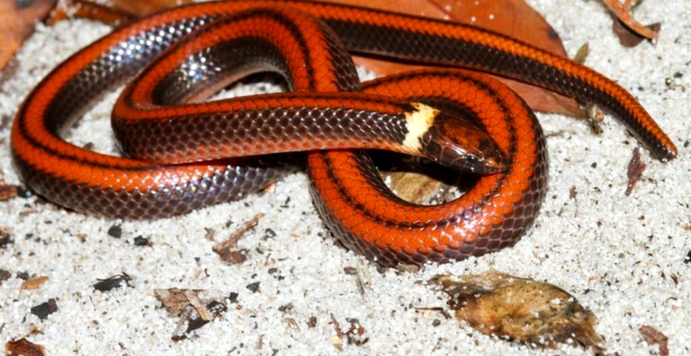 O specie de șarpe foarte colorată a fost descoperită în Paraguay