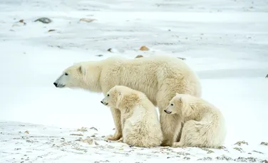Un grup de cercetători ruşi sunt ţinuţi prizonieri pe o insulă de un grup de urşi polari