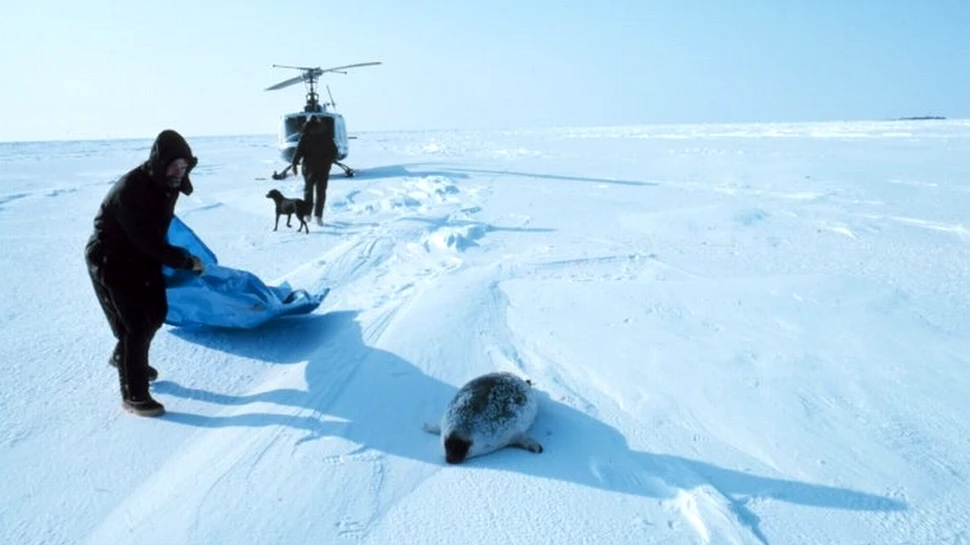 O boală misterioasă ucide focile din Arctica
