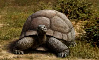 Ţestoase uriaşe, de peste 2 metri lungime, trăiau în Europa acum 2 milioane de ani