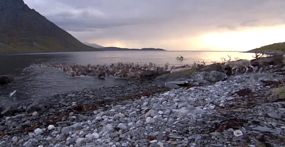 Imagini spectaculoase cu 3.000 de reni traversând un golf din Marea Norvegiei (VIDEO)