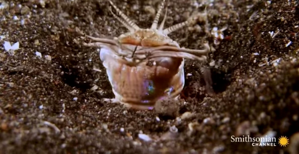 Una dintre cele mai terifiante creaturi ale mediului acvatic: un vierme subacvatic care nu vede – VIDEO