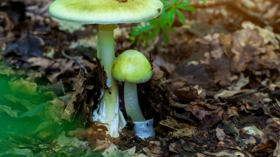 O femeie din Australia și-ar fi ucis socrii cu ciuperci. De ce a recurs la acest gest?