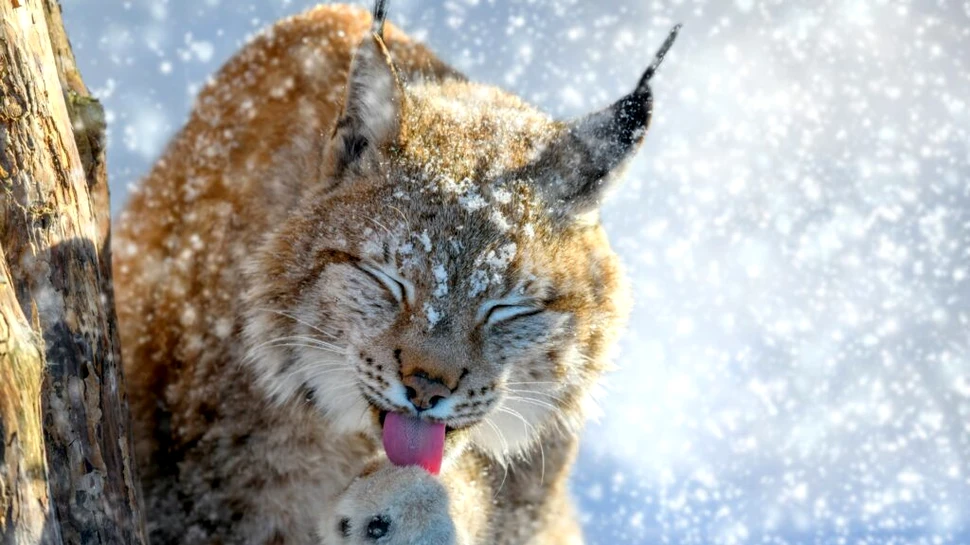 Iată cum ajuți planeta dacă te uiți la documentare despre natură