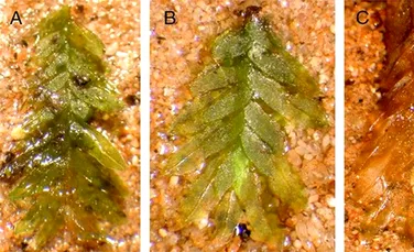 Cum a fost în sfârșit rezolvat misterul profanărilor de morminte de la un cimitir istoric?
