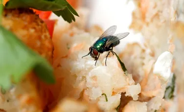 Ce facem atunci când o muscă aterizează pe mâncarea noastră?