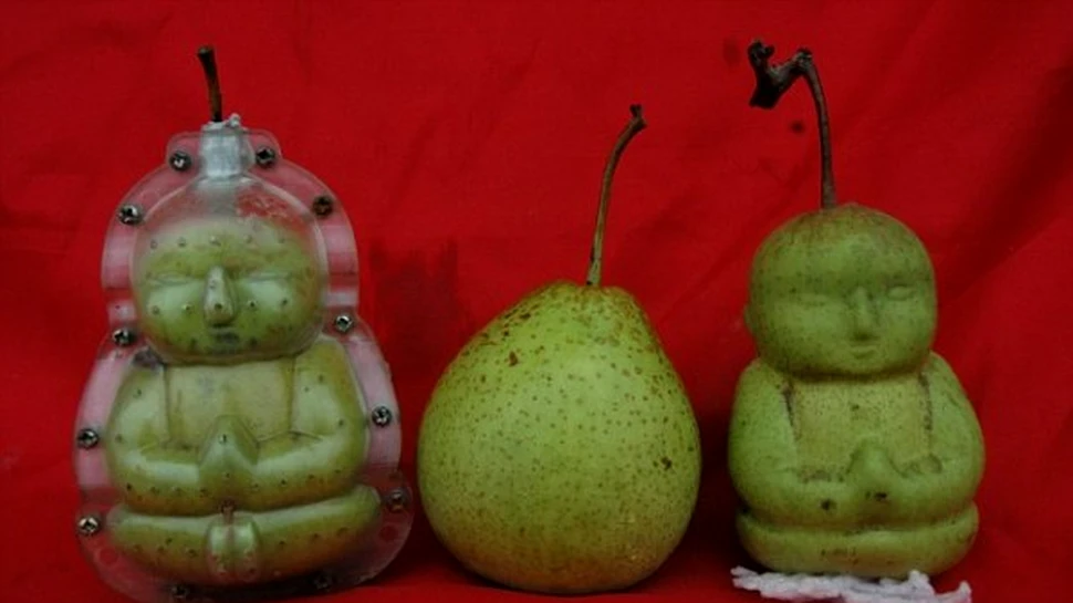Fructe senzationale-Perele in forma de Buddha