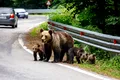 Ce amendă au primit doi români după ce au hrănit un urs din mașină?