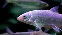 Un studiu a descoperit de ce peștii africani au ochii mai mari