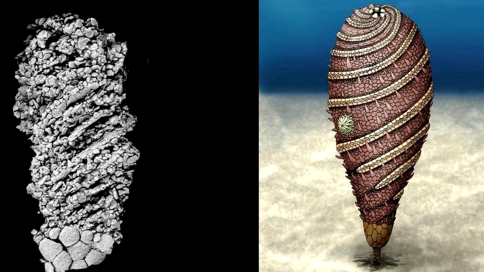 O creatură bizară din mările trecutului a fost descoperită în Maroc