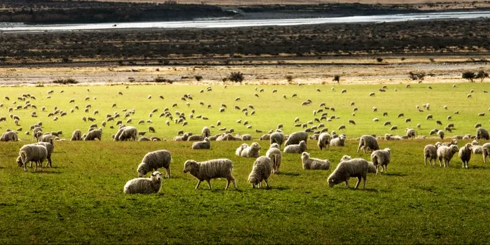 Oamenii cu această boală rară a creierului nu pot „număra oi” pentru a adormi