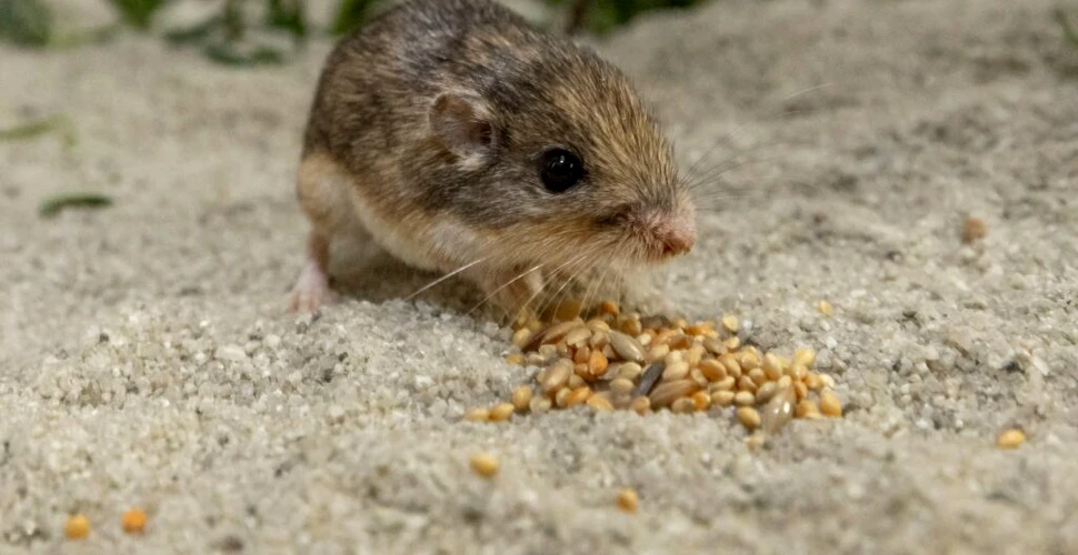 Cel mai bătrân șoarece din lume, oficial în Cartea Recordurilor