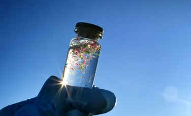 Oamenii de știință au creat alge care ar putea elimina microplasticul din apa potabilă