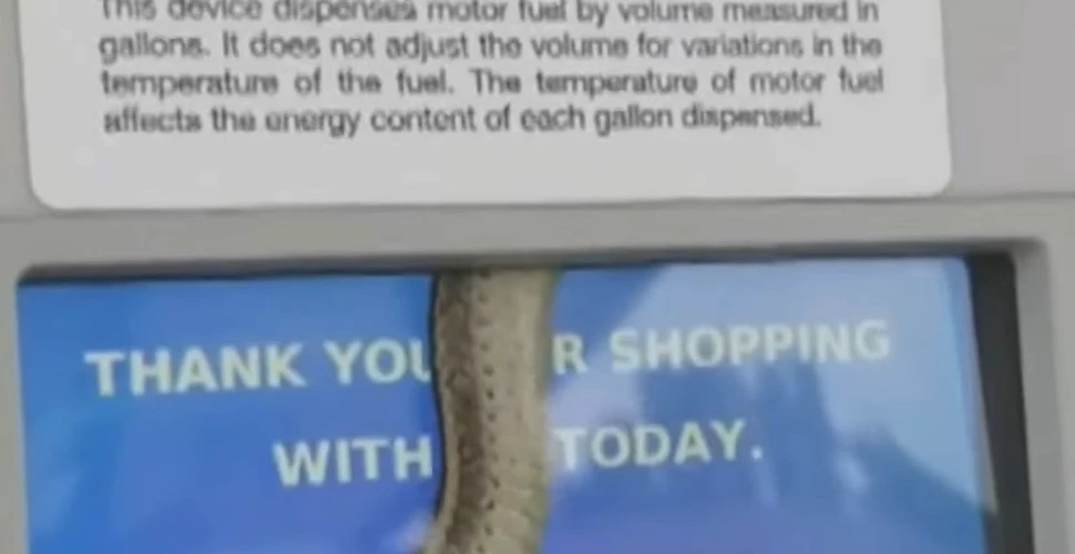 Un şarpe a rămas captiv într-o pompă dintr-o benzinărie. Clientă: Am crezut că e o farsă – VIDEO