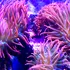 Anemonele-de-mare, o specie marină care rămâne veșnic tânără datorită neuronilor săi