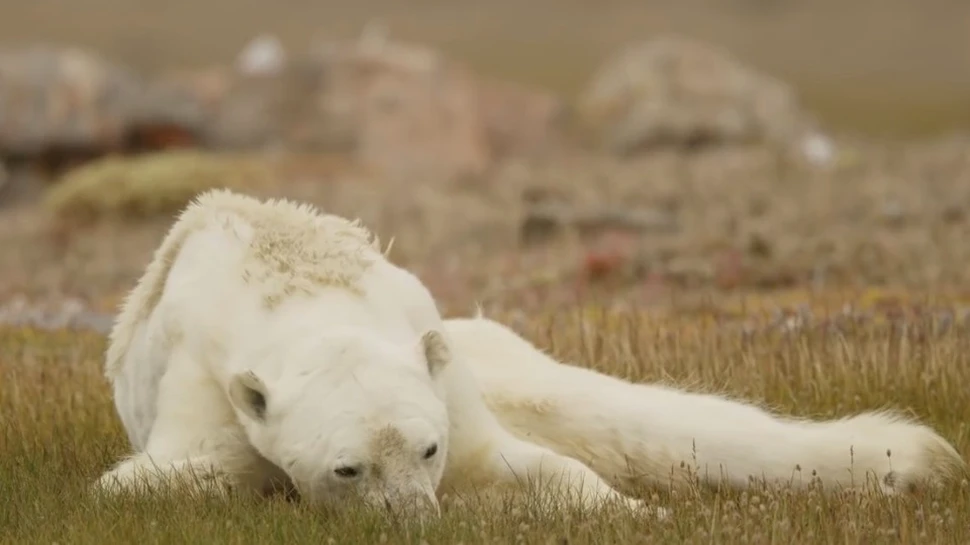 Adevărul crud din spatele imaginilor sfâşietoare care arată ultimele clipe ale unui urs polar care moare de foame