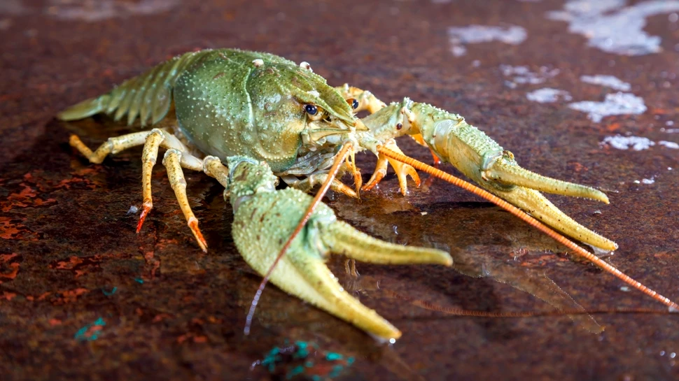 Superputerile unor animale: ce lucru uimitor pot face racii cu creierul lor?