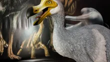 Pasărea Dodo ar putea fi „readusă la viață” printr-o tehnică ingenioasă de editare genetică