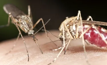 Tot ce nu ştiai despre ţânţari: 6 întrebări la care răspund oamenii de ştiinţă