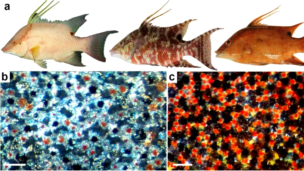 Există o specie de pește care poate „să vadă” cu pielea