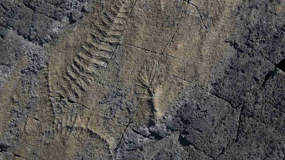 Primele animale au dezvoltat sisteme complexe de adaptare înainte de Explozia Cambriană