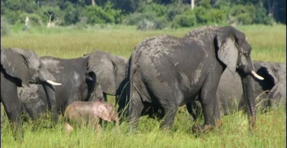 El este singurul elefant roz din Africa