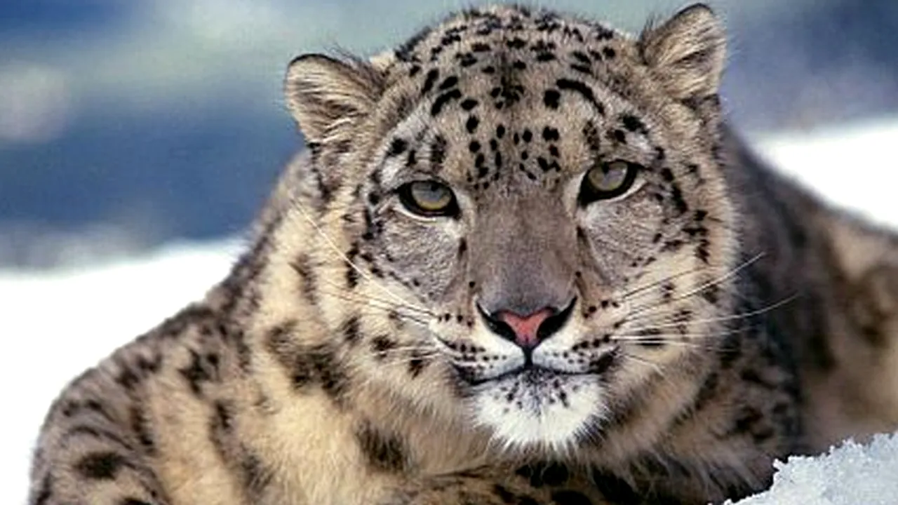 1-leo 