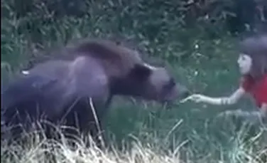 Imagini şocante filmate pe Transfăgărăşan: O fetiţă hrăneşte un urs din mână – VIDEO