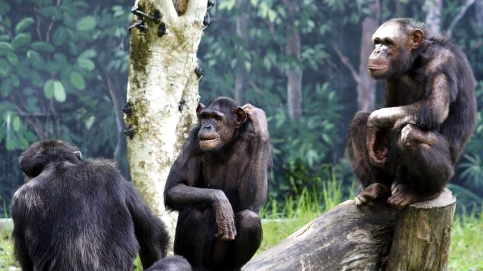 Mai multe maimuţe-mutant au fost descoperite în Uganda