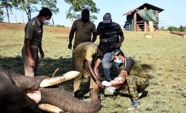 Zeci de elefanți testați pentru COVID-19 în India. O leoaică a murit din cauza coronavirusului