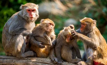 Semne de îmbătrânire prematură, observate la maimuțele care au supraviețuit unui uragan