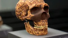 ADN-ul neanderthalian ar putea fi cauza unor malformații cerebrale moderne